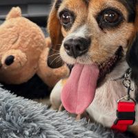 Hondenoppas werk Leeuwarden: baasje van Spotty
