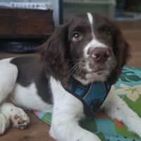 Hondenoppas werk Schoonebeek: baasje van Sammy