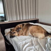Hondenoppas werk Amstelveen: baasje van Benji