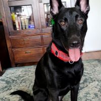 Hondenoppas werk Dordrecht: baasje van Loki