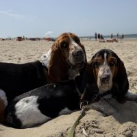 Hondenoppas werk Groningen: baasje van Joep en Ollie 