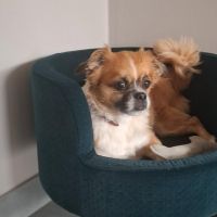 Hondenoppas werk Barneveld: baasje van Teddy