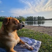 Hondenuitlaatservice Spijkenisse: HappyZoomies