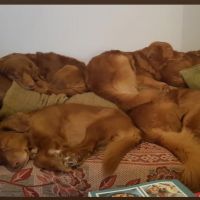 Hondenoppas werk Hoogeloon: baasje van Roy, giggle, bean, otje, nessie, bowke