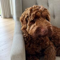 Hondenoppas werk Hattem: baasje van Teddy