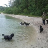 Hondenoppas Nieuw Balinge: Margot