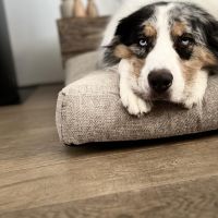 Hondenoppas werk Groningen: baasje van Stitch