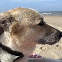 Hondenoppas werk Limmen: baasje van Bounty