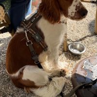 Hondenoppas adres Zwijndrecht: Marly 