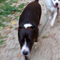 Hondenoppas werk Hengelo (Overijssel): baasje van Bandit & Lazy