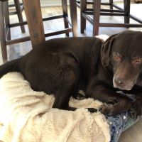 Hondenoppas Etten-Leur: Lesley
