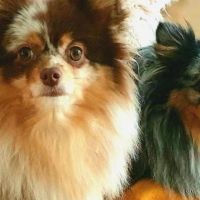 Hondenoppas werk Oude Pekela: baasje van Mila (5) en Bessie (4)