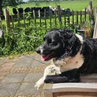 Hondenoppas werk Schipluiden: baasje van Guus