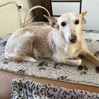 Hondenoppas Etten-Leur: Lesley