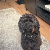 Hondenoppas werk Etten-Leur: baasje van Nala