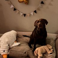 Hondenoppas werk Arnhem: baasje van Bailey