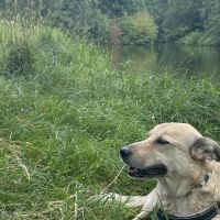 Hondenoppas werk Groningen: baasje van Timo