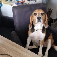 Hondenoppas werk Zwijndrecht: baasje van Bailey