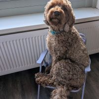 Hondenoppas werk Soest: baasje van Juno