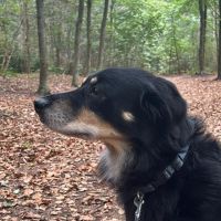 Hondenoppas werk Soesterberg: baasje van Finny