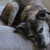 Hondenoppas werk Arnhem: baasje van Skye