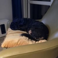 Hondenoppas werk Delft: baasje van Minnie