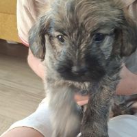 Hondenoppas werk Roosendaal: baasje van Saar