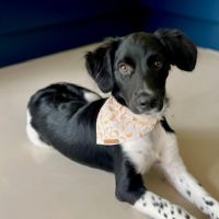 Hondenoppas werk Voorburg: baasje van Buddy