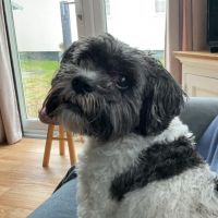 Hondenoppas werk Weesp: baasje van Bikkel