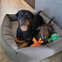 Hondenoppas werk Emmen (Drenthe): baasje van Noa en Bumper
