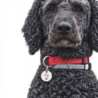 Hondenoppas adres Terneuzen: Pip