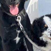 Hondenoppas Zetten: Esmee