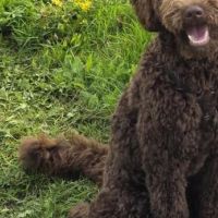 Hondenoppas werk Hensbroek: baasje van Ollie
