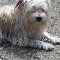 Hondenoppas Lievelde: Ans Geessink-Sonderen