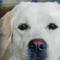 Hondenoppas Arnhem: Willem