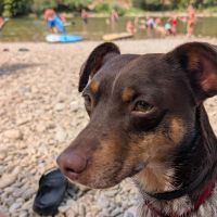 Hondenoppas Oudenhoorn: Ivana