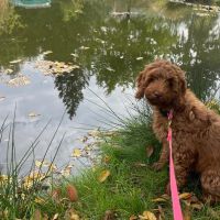 Hondenoppas werk Ede: baasje van Ella