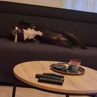 Hondenoppas werk Honselersdijk: baasje van Pablo 