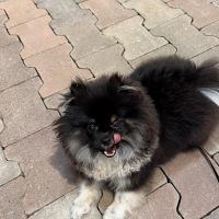 Hondenoppas werk Purmerend: baasje van Zoey