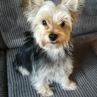 Hondenoppas Purmerend: Jacqueline