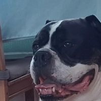 Hondenoppas Arnhem: Marcel