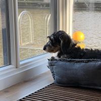 Hondenoppas werk Rotterdam: baasje van Sam