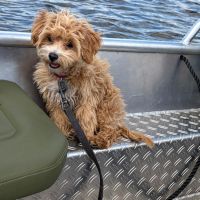 Hondenoppas werk Zevenaar: baasje van Bobbie