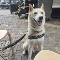 Hondenoppas werk Haarlem: baasje van MAVERICK
