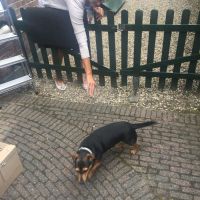 Hondenoppas werk Voorst (Voorst): baasje van Jackie