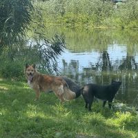 Hondenoppas werk Hilversum: baasje van Buddhi, Pippa en Sita
