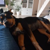 Hondenoppas werk Apeldoorn: baasje van Mylo 