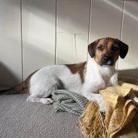 Hondenoppas werk Haarlem: baasje van Lola 