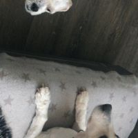 Hondenopvang Enschede: Anouk