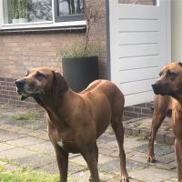 Hondenoppas werk Amsterdam: baasje van Iwanka & Indy